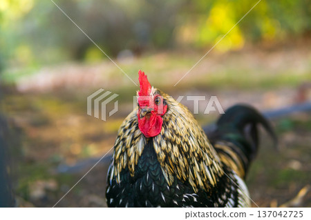 Portrait of a rooster in the garden. Selective focus. Portrait of a rooster in the garden. Selective focus. 137042725