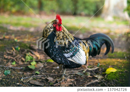 Beautiful rooster in the garden. Beautiful rooster in the garden. 137042726