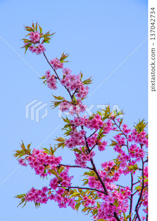 Kawazu cherry blossoms blooming under the blue sky Kawazu cherry blossoms blooming under the blue sky 137042734