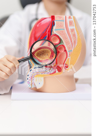 Doctor with Male Reproductive System anatomy model. Male consultation, Prostate Cancer, Enlarged prostate, Prostatitis disease, Male Infertility, Erectile dysfunction, Penis and Male genital disorder 137042753