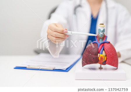 Doctor with Thyroid of Respiratory system anatomy for Diseases. Lung Cancer, Asthma, Chronic Obstructive Pulmonary or COPD, Bronchitis, Emphysema, Cystic Fibrosis, Bronchiectasis and Pneumonia 137042759
