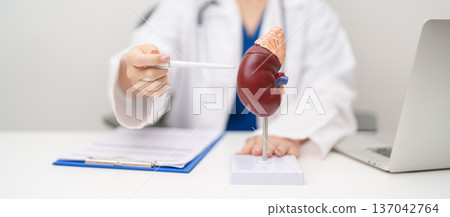 Doctor with Kidney Adrenal gland anatomy model. disease of Urinary system and Stones, Cancer, world kidney day, Chronic kidney, Urology, Nephritis, Renal, Transplant and health concept Doctor with Kidney Adrenal gland anatomy model. disease of Urinary system and Stones, Cancer, world kidney day, Chronic kidney, Urology, Nephritis, Renal, Transplant and health concept 137042764