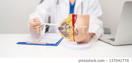 Doctor with Breast Anatomy model. Breast Augmentation Surgery, October Breast Cancer Awareness month, implant, Diagnosis, Beauty woman enlargement and medical education concept Doctor with Breast Anatomy model. Breast Augmentation Surgery, October Breast Cancer Awareness month, implant, Diagnosis, Beauty woman enlargement and medical education concept 137042778