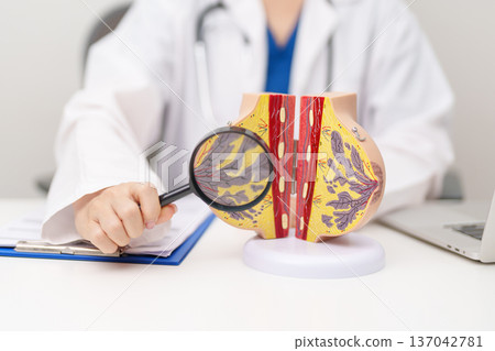 Doctor with Breast Anatomy model. Breast Augmentation Surgery, October Breast Cancer Awareness month, implant, Diagnosis, Beauty woman enlargement and medical education concept Doctor with Breast Anatomy model. Breast Augmentation Surgery, October Breast Cancer Awareness month, implant, Diagnosis, Beauty woman enlargement and medical education concept 137042781