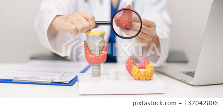Doctor with human Thyroid anatomy model. Hyperthyroidism, Hypothyroidism, Hashimoto Thyroiditis, Thyroid Tumor and Cancer, Postpartum, Papillary Carcinoma and Health concept Doctor with human Thyroid anatomy model. Hyperthyroidism, Hypothyroidism, Hashimoto Thyroiditis, Thyroid Tumor and Cancer, Postpartum, Papillary Carcinoma and Health concept 137042806