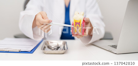 Dentist with tooth Anatomy model. Oral Teeth decay and disease, Scrape off tartar. March Oral health, Dentist Day, False Teeth. Toothache and Children Dental Health Month and Orthodontic Health Day 137042810