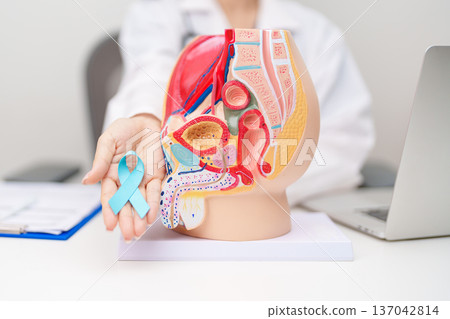 Doctor with Male Reproductive System anatomy model and Blue ribbon. November Prostate Cancer awareness month, Enlarged prostate, Prostatitis disease, Male Infertility and healthcare concept Doctor with Male Reproductive System anatomy model and Blue ribbon. November Prostate Cancer awareness month, Enlarged prostate, Prostatitis disease, Male Infertility and healthcare concept 137042814