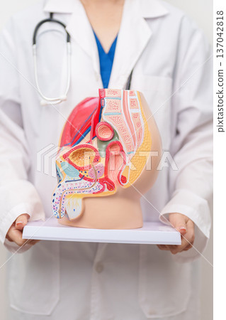 Doctor with Male Reproductive System anatomy model. Male consultation, Prostate Cancer, Enlarged prostate, Prostatitis disease, Male Infertility, Erectile dysfunction, Penis and Male genital disorder Doctor with Male Reproductive System anatomy model. Male consultation, Prostate Cancer, Enlarged prostate, Prostatitis disease, Male Infertility, Erectile dysfunction, Penis and Male genital disorder 137042818