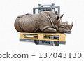 Rhinoceros resting wooden pallet 3d forklift 137043130
