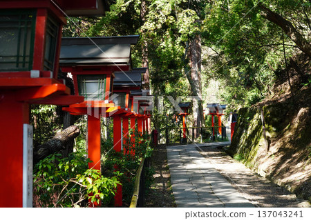 The approach to Kyoto's Kurama Temple with its vermilion lanterns The approach to Kyoto's Kurama Temple with its vermilion lanterns 137043241