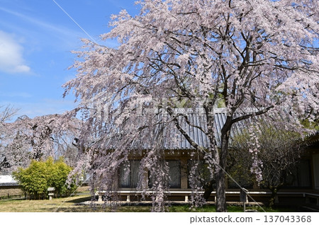 醍醐寺 醍醐寺 137043368