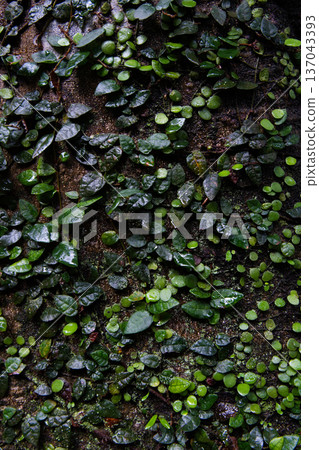 Ivy plants densely entangled and creeping around tree trunks Ivy plants densely entangled and creeping around tree trunks 137043393