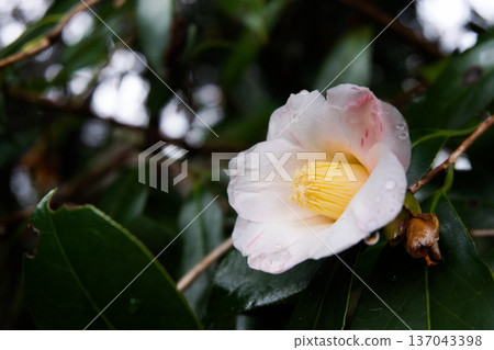 Camellia flowers with raindrops Camellia flowers with raindrops 137043398