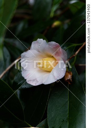 山茶花上掛著雨滴 山茶花上掛著雨滴 137043400