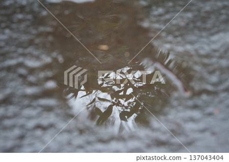 水窪中倒映著樹枝 水窪中倒映著樹枝 137043404