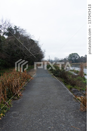 Scenery of the lush green promenade along Lake Ezu in Kumamoto City Scenery of the lush green promenade along Lake Ezu in Kumamoto City 137043418