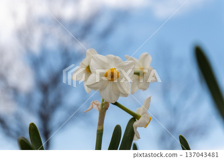 Refreshing white daffodil flowers blooming against a backdrop of blue sky and white clouds Refreshing white daffodil flowers blooming against a backdrop of blue sky and white clouds 137043481