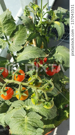 Cherry tomatoes growing in clusters on a compact balcony plant in sunlight. Red and green fruits at different ripening stages cultivated in containers as part of small space urban vegetable gardening. Cherry tomatoes growing in clusters on a compact balcony plant in sunlight. Red and green fruits at different ripening stages cultivated in containers as part of small space urban vegetable gardening. 137043531