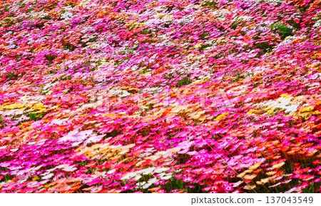 A field of pink daisies A field of pink daisies 137043549
