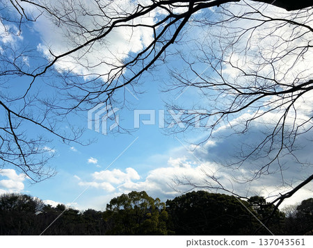 藍天和樹木 藍天和樹木 137043561