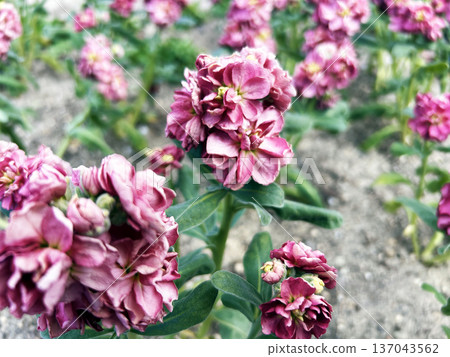 Pink bellflower Pink bellflower 137043562