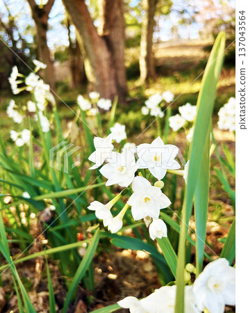 公園裡盛開的水仙花 公園裡盛開的水仙花 137043564