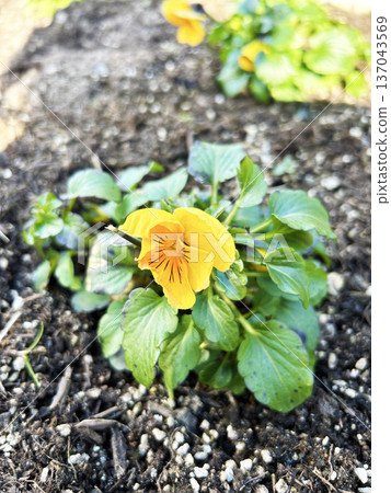 Yellow pansy Yellow pansy 137043569
