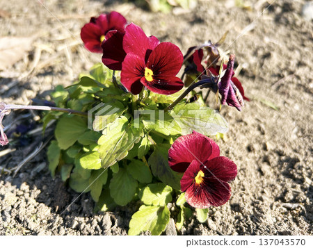 Bright red pansy 137043570