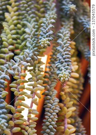 Close up of burros tail succulent plant hanging. Decorative houseplant with unique trailing stems. Vertical garden and green interior decor concept. 137043579