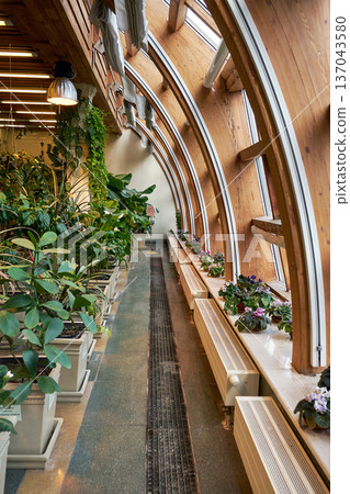 Curved wooden beams and large windows in a greenhouse with various plants in pots. Indoor botanical garden design for plant cultivation and exhibition. 137043580