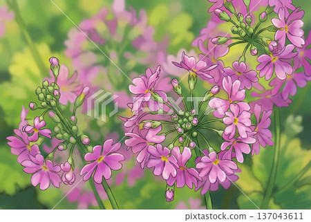 從正上方看到的Primrose動畫 137043611