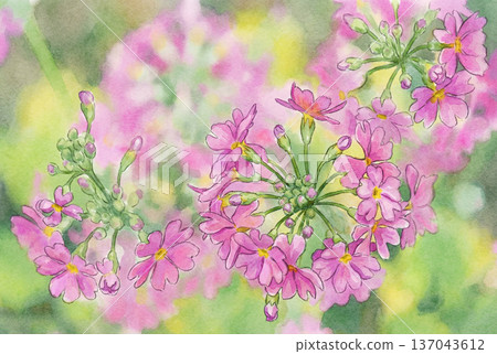 從正上方看到的報春花插圖 137043612