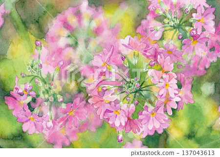 從正上方看到的報春花，水彩畫 137043613