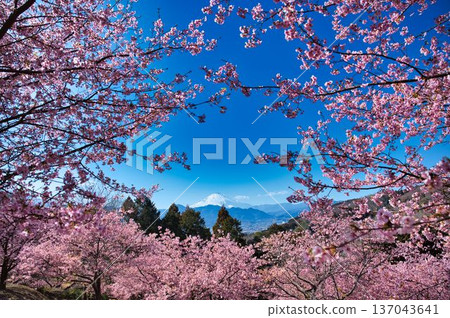 櫻花環繞的富士山 櫻花環繞的富士山 137043641