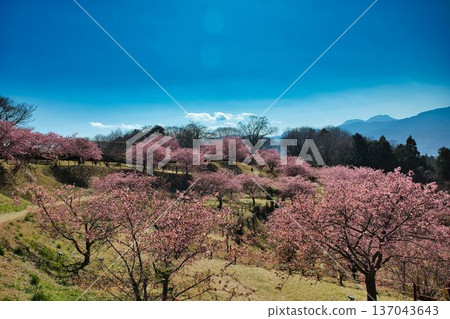 Cherry blossoms blooming in Yumenosato Cherry blossoms blooming in Yumenosato 137043643