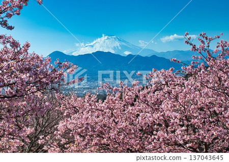Ashigara Plain and Mt. Fuji through the cherry blossoms Ashigara Plain and Mt. Fuji through the cherry blossoms 137043645
