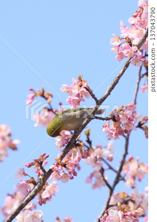 A Japanese white-eye perched on a branch of a Kawazu cherry tree with a blue sky in the background, sucking nectar A Japanese white-eye perched on a branch of a Kawazu cherry tree with a blue sky in the background, sucking nectar 137043790