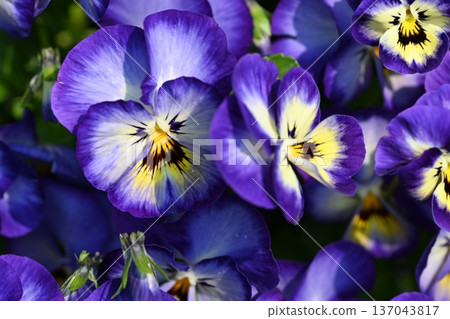 purple pansies are blooming purple pansies are blooming 137043817