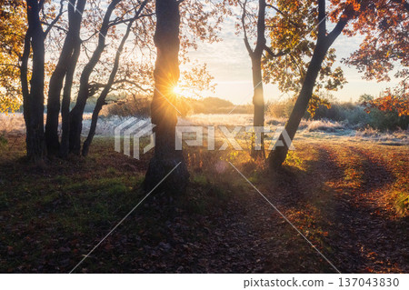 The morning sun breaks through a wild forest edge, creating a brilliant starburst (sunstar) effect that backlights fiery autumn foliage. Golden rays of sunshine streak across the untamed meadow The morning sun breaks through a wild forest edge, creating a brilliant starburst (sunstar) effect that backlights fiery autumn foliage. Golden rays of sunshine streak across the untamed meadow 137043830