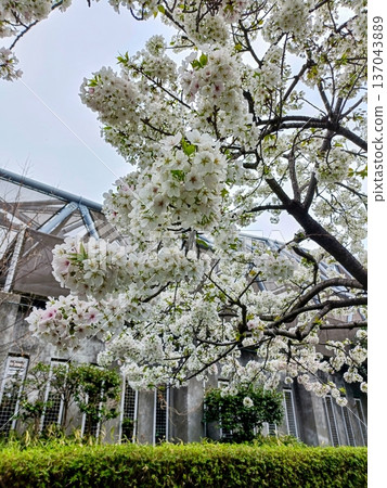 東綾瀨公園的櫻花盛開,東京武道館就坐落於此。 東綾瀨公園的櫻花盛開,東京武道館就坐落於此。 137043889