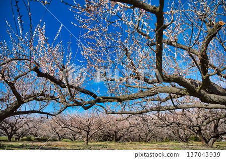 Late-blooming white plum grove Late-blooming white plum grove 137043939