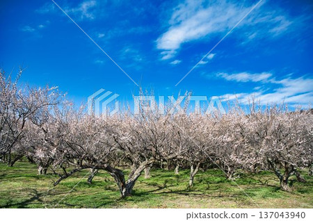 A forest of white plum blossoms stretching out to the side A forest of white plum blossoms stretching out to the side 137043940