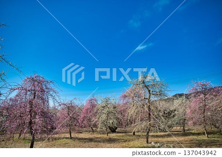 A plum grove filled with weeping plum trees 137043942