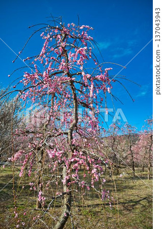 Beautiful weeping plum tree Beautiful weeping plum tree 137043943