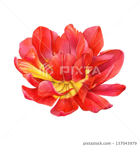 Red double tulip in bloom, side view, with layered petals fading to yellow at the base. Watercolor botanical illustration on white background. Ideal for prints, greeting cards, packaging and design 137043979