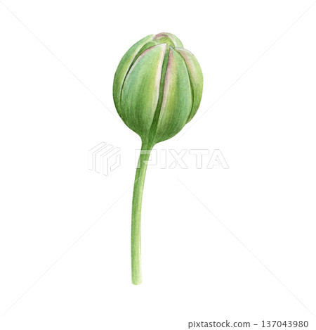 Watercolor illustration of a tulip bud. Spring flower. Perfect for prints, wedding stationery, fabric, packaging and floral design projects 137043980
