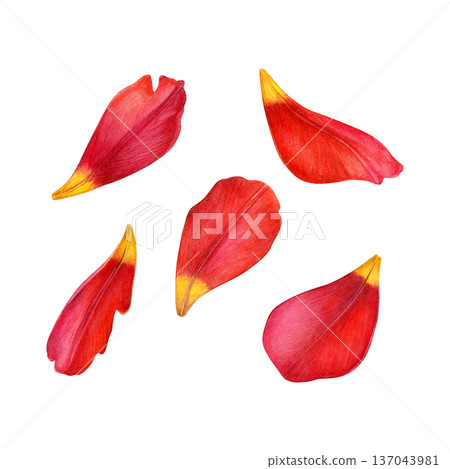 Watercolor illustration of yellow-red tulip petals with soft shading. Ideal for patterns, prints, packaging, wedding stationery and floral design 137043981