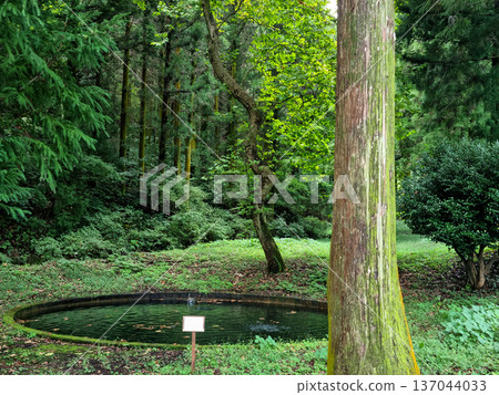 t's a forest with a pond. t's a forest with a pond. 137044033
