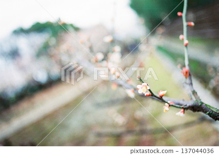 Plum blossoms wet with rain Spring New life Background material Plum blossoms wet with rain Spring New life Background material 137044036