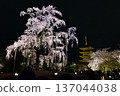東寺的櫻花燈火通明 137044038